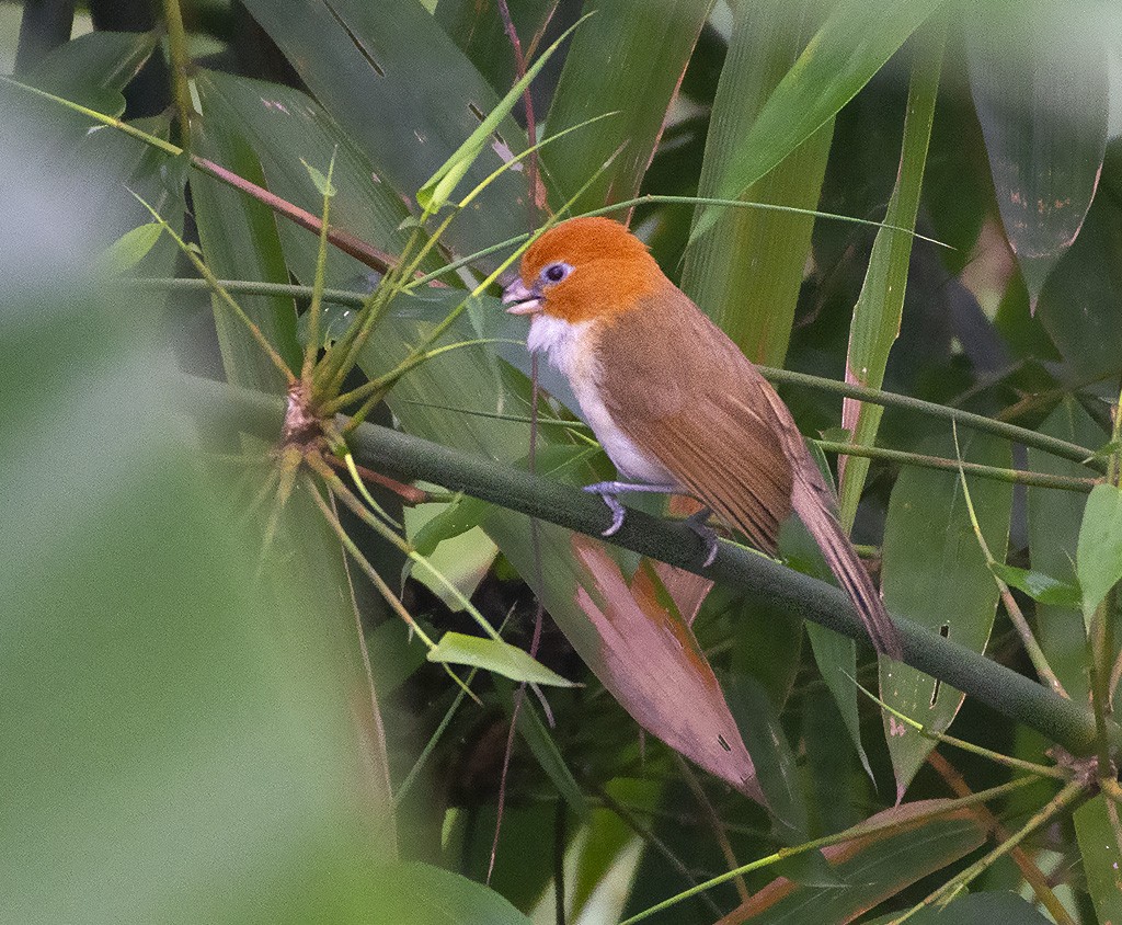 White-breasted Parrotbill - ML615782045