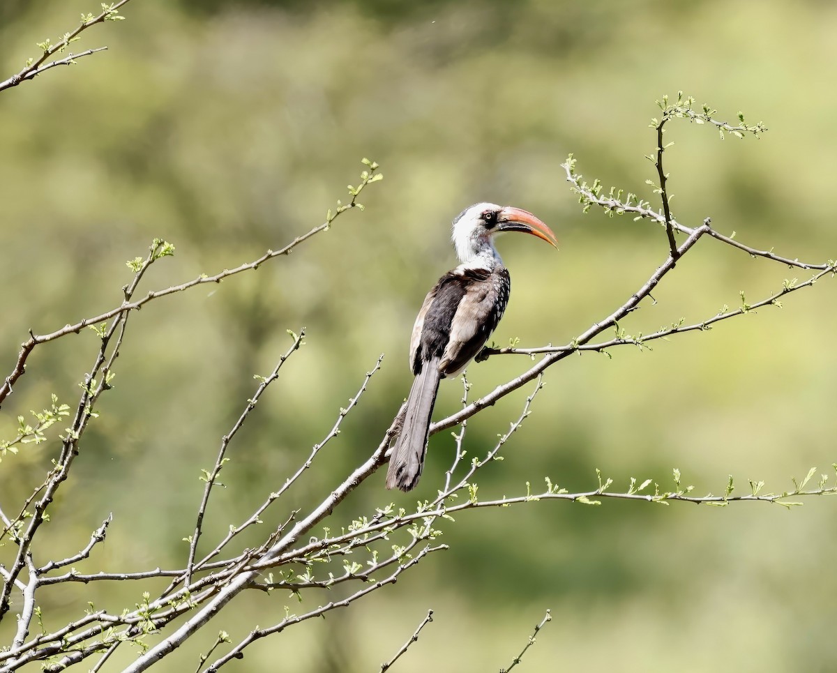Tanzanian Red-billed Hornbill - Jan Hansen