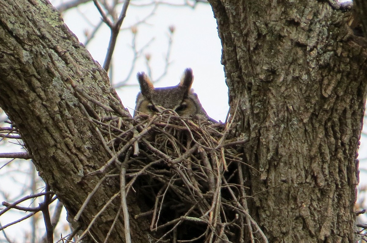 eBird Checklist - 12 Mar 2014 - Mt. Hebron Sewage Pumping Station Road ...