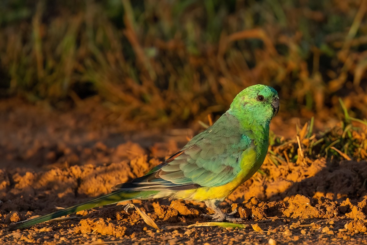 Red-rumped Parrot - ML615782483