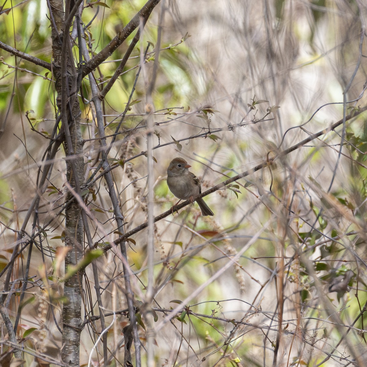 Field Sparrow - Edwin Wilke