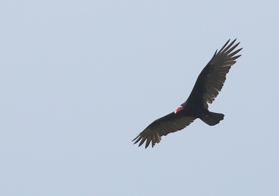 Turkey Vulture - ML615782813