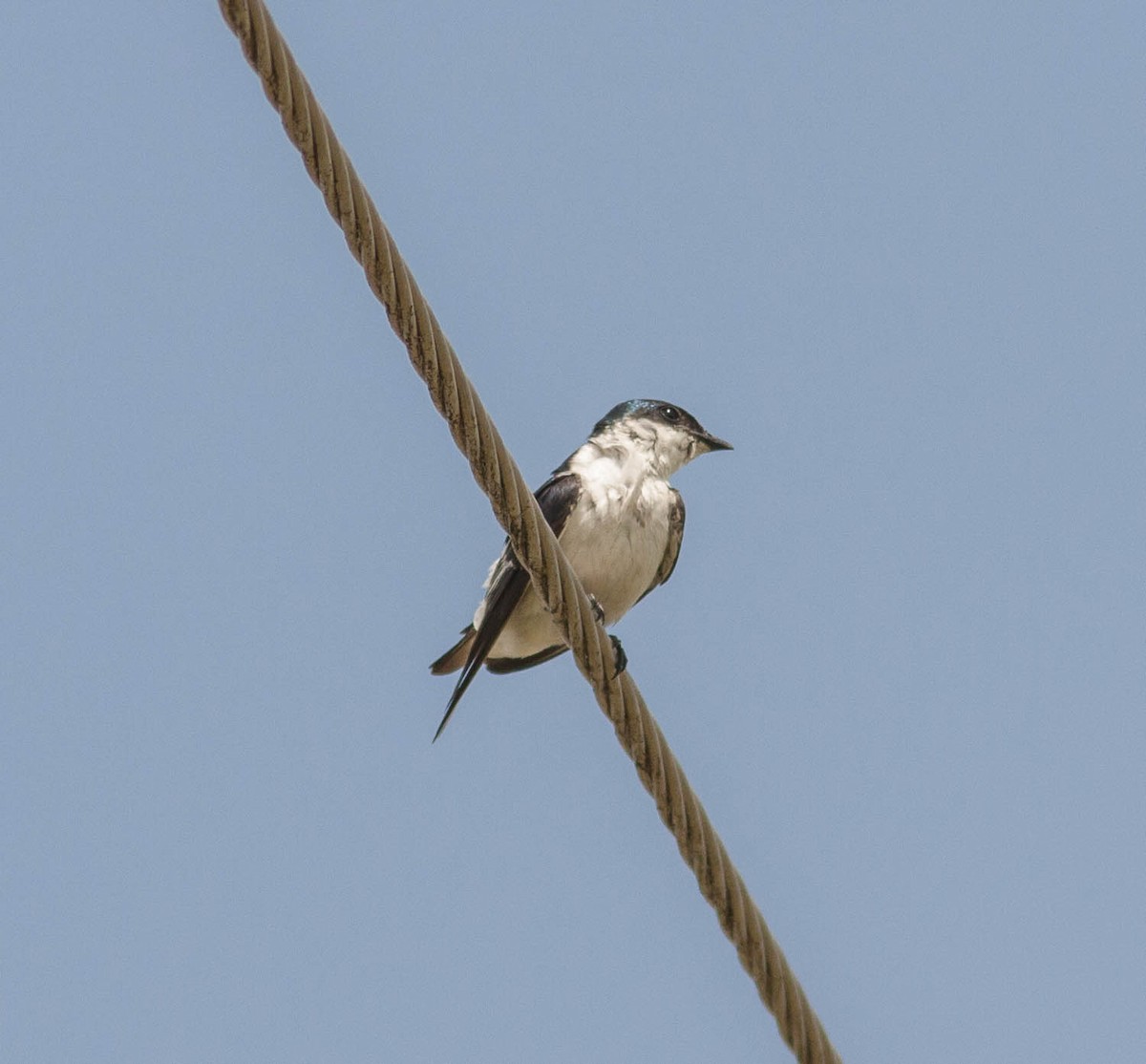 White-winged Swallow - ML615782818