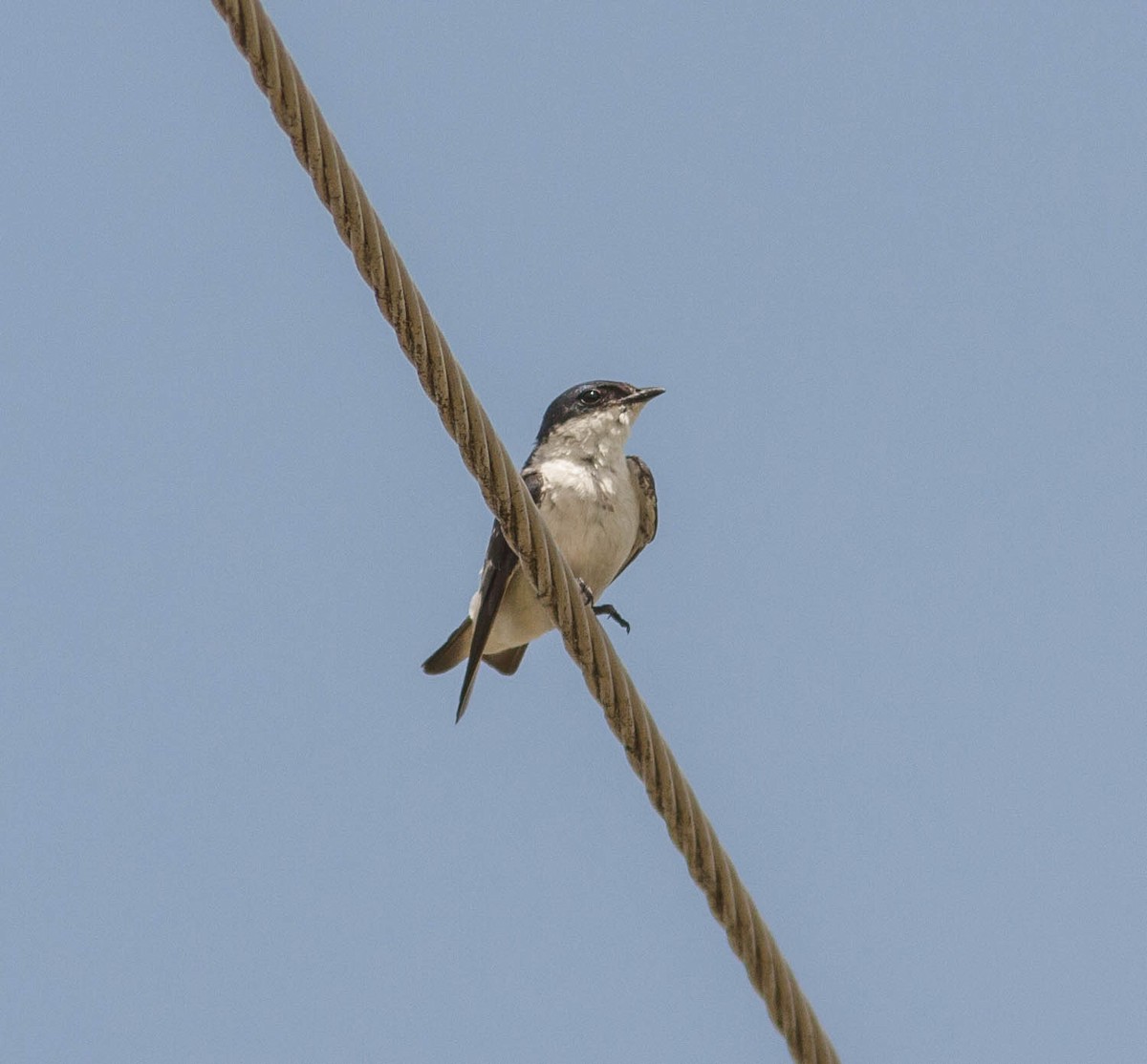 White-winged Swallow - ML615782819