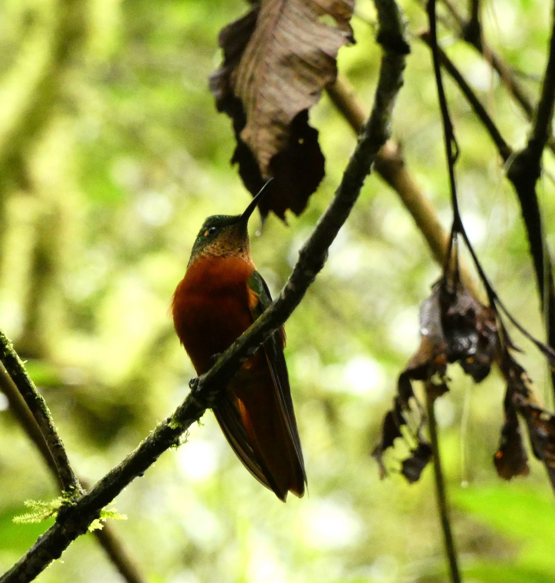 kolibřík peruánský - ML615782845