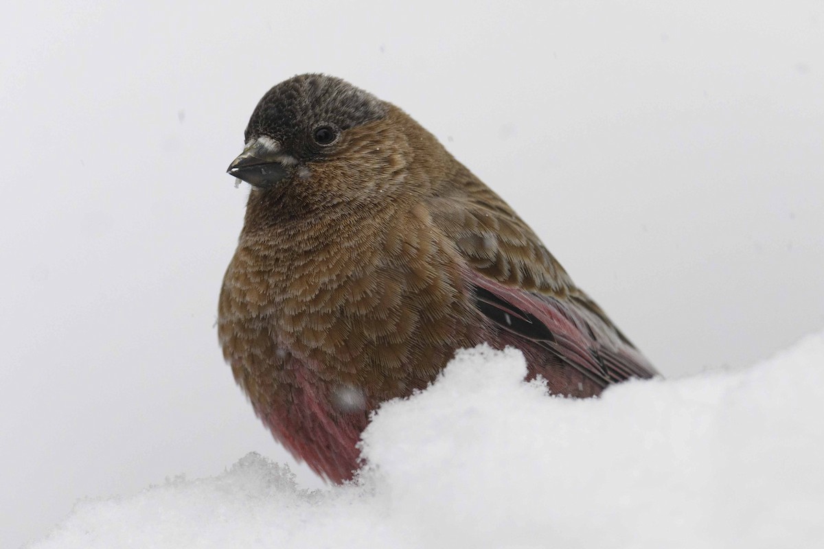 Brown-capped Rosy-Finch - ML615782849