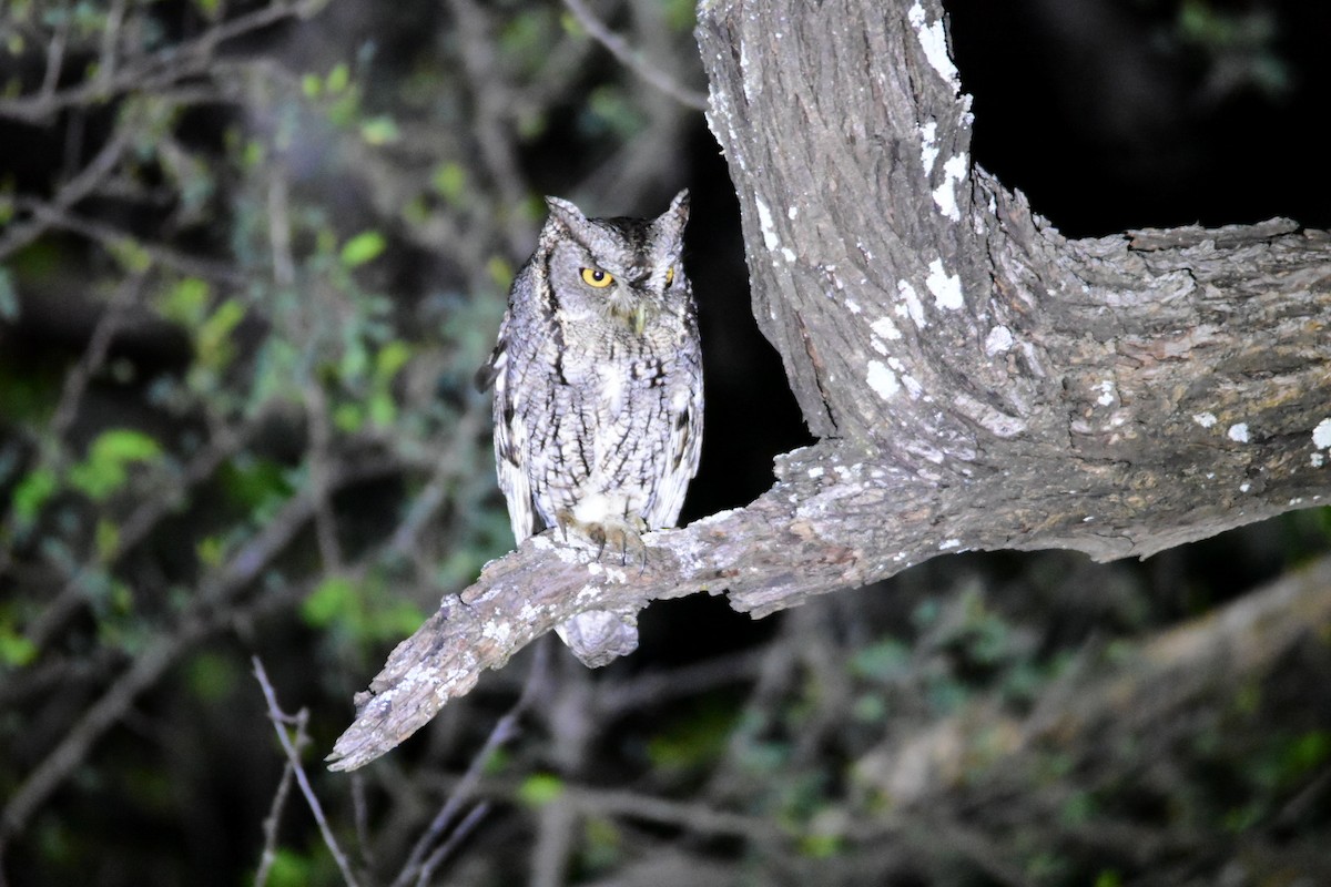 Eastern Screech-Owl (McCall's) - ML615782879