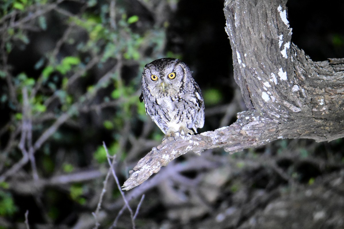 Eastern Screech-Owl (McCall's) - ML615782880