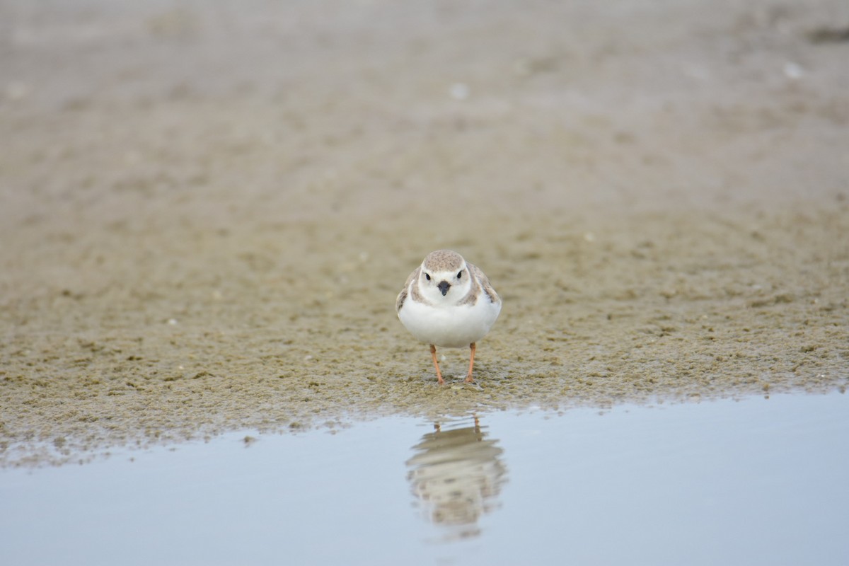 Piping Plover - ML615782910