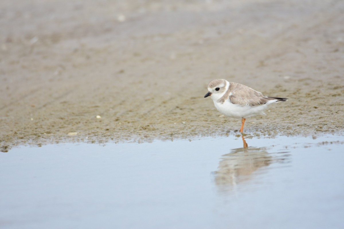Piping Plover - ML615782911