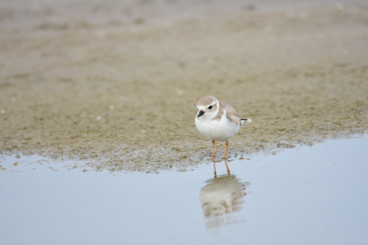 Piping Plover - ML615782912