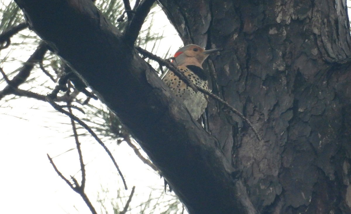 Northern Flicker (Yellow-shafted) - ML615782964