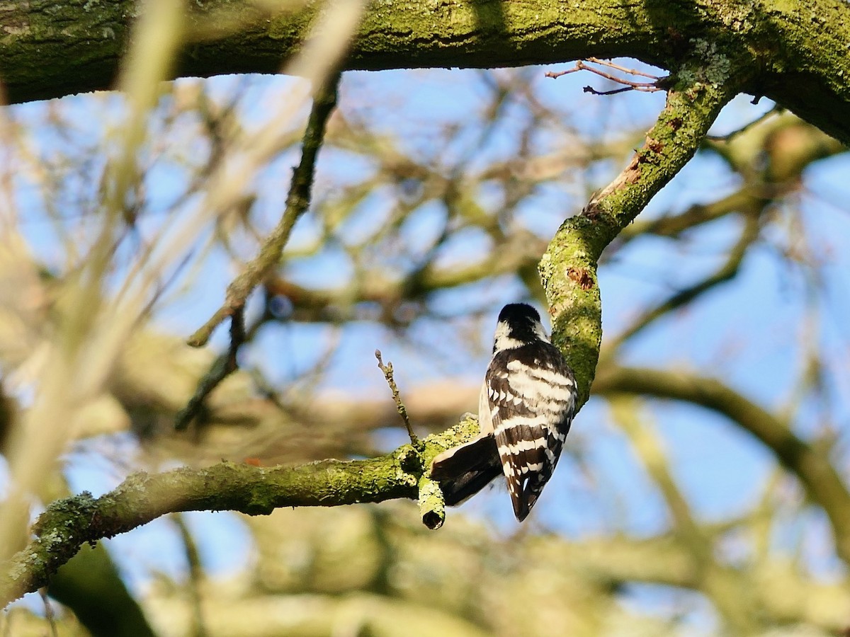 Lesser Spotted Woodpecker - ML615782986
