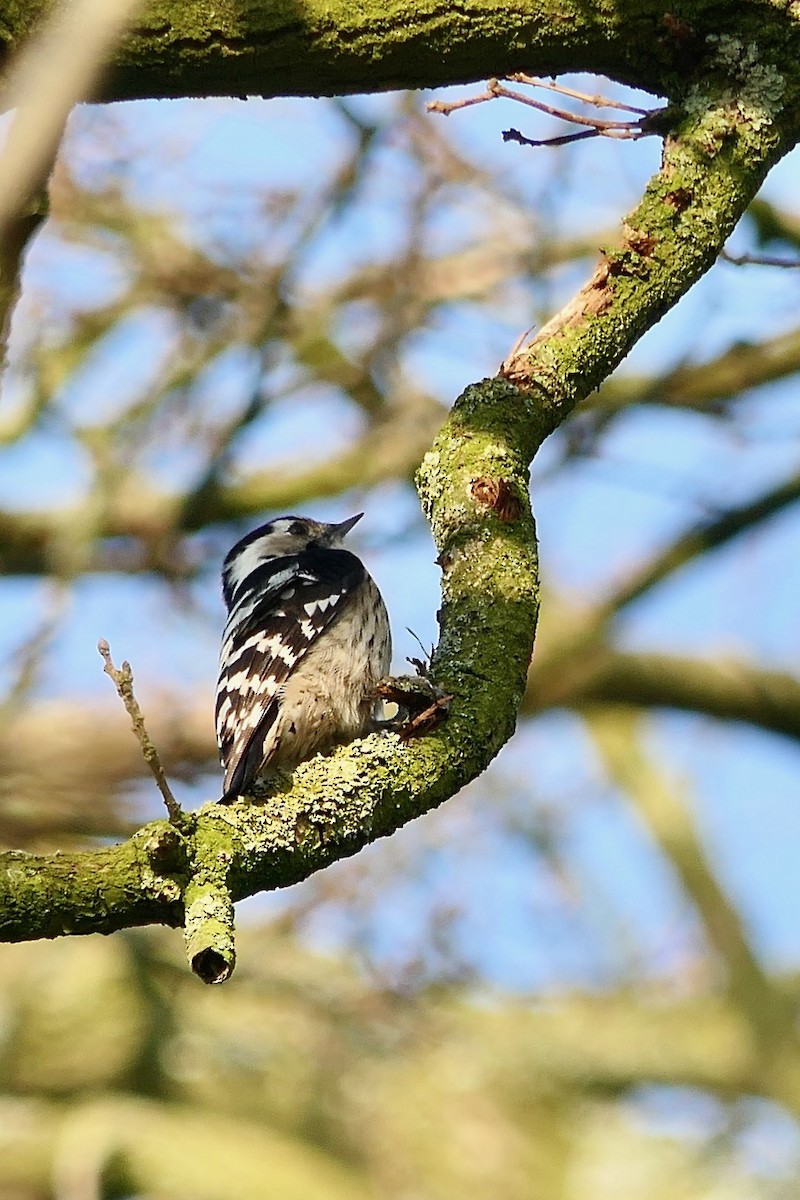 Lesser Spotted Woodpecker - ML615782987