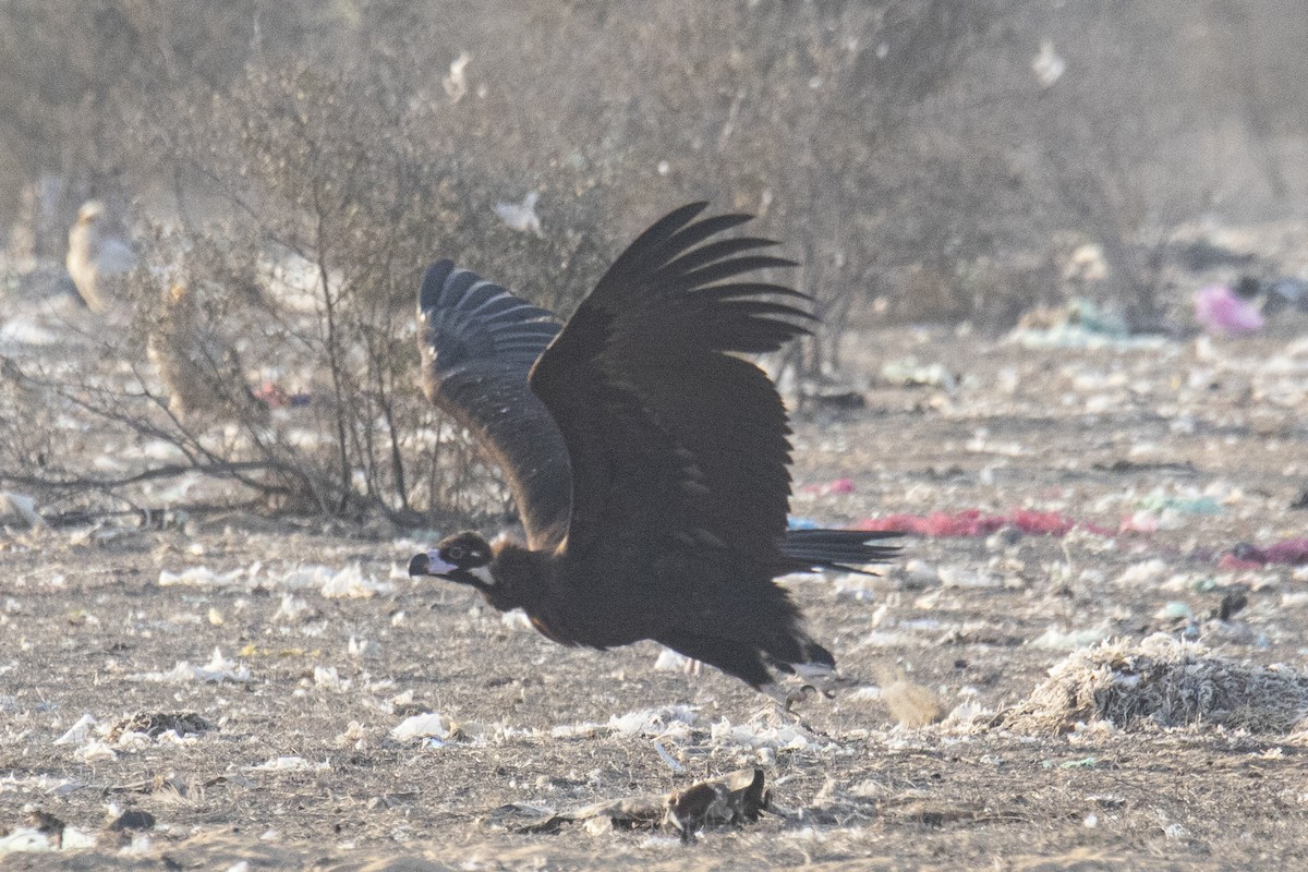 Cinereous Vulture - ML615783006