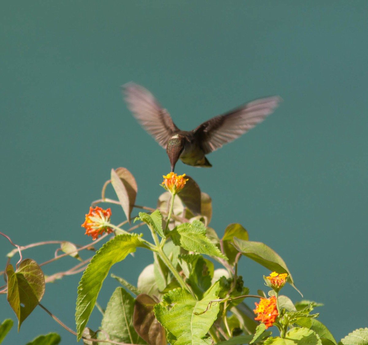 kolibřík červenohlavý - ML615783090