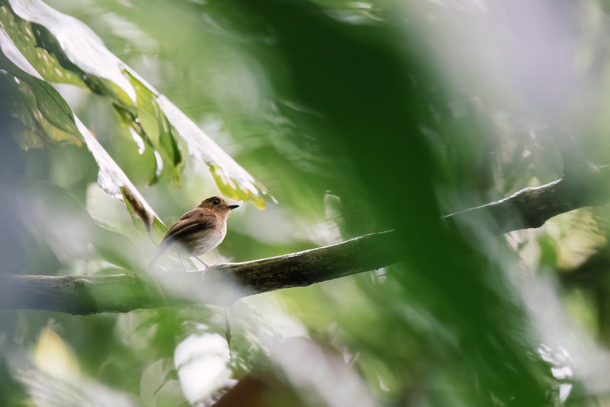 Cryptic Flycatcher - Liang-Hsien 亮賢 Chiang 江