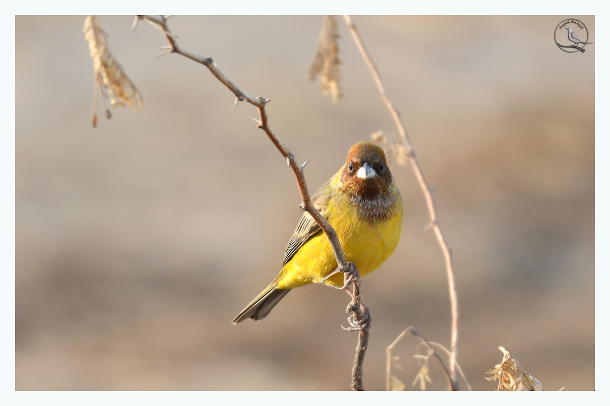 Red-headed Bunting - ML615783132