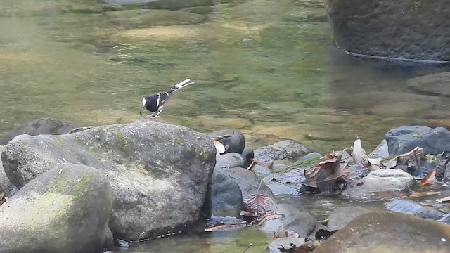 White-crowned Forktail - ML615783272