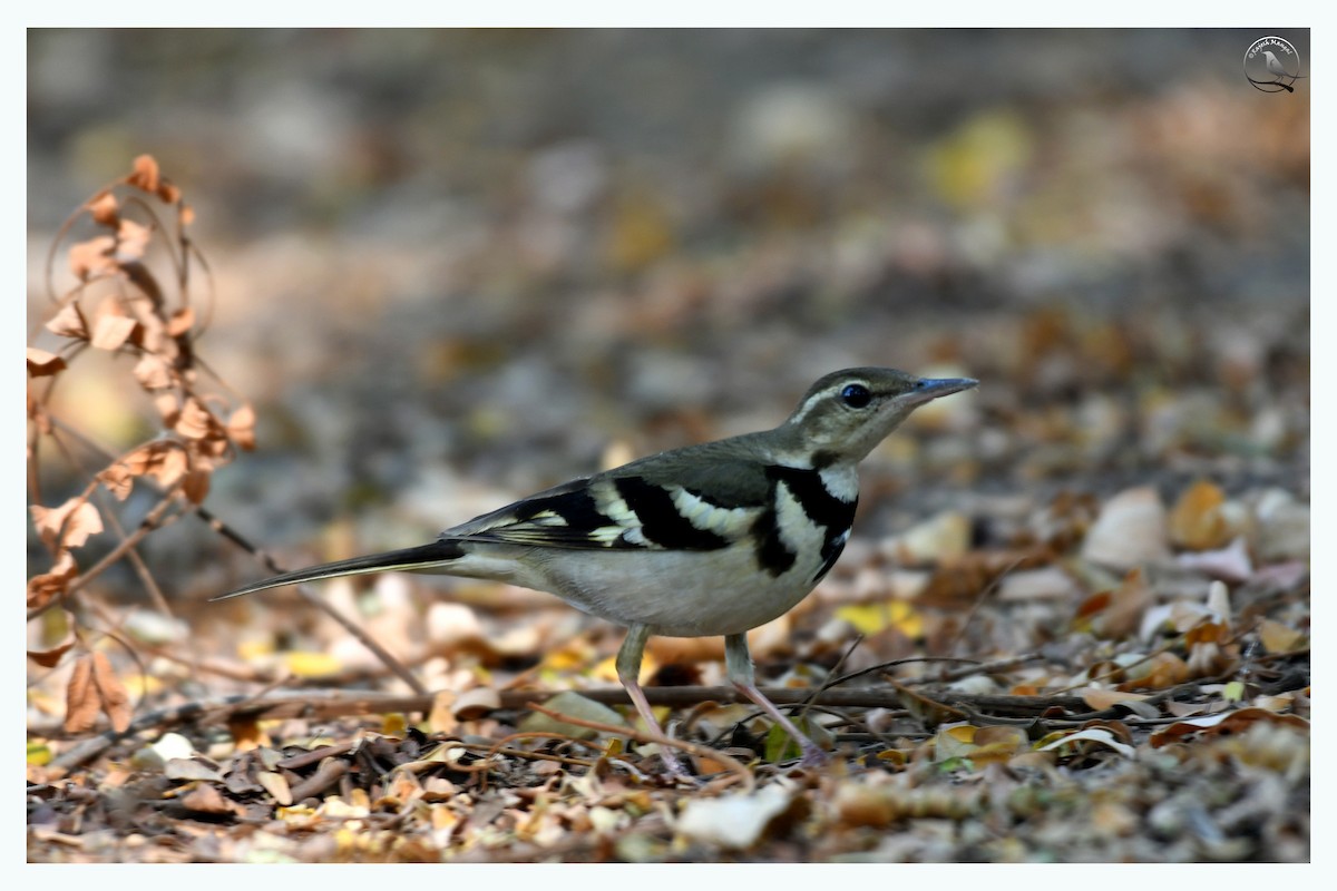Forest Wagtail - ML615783295