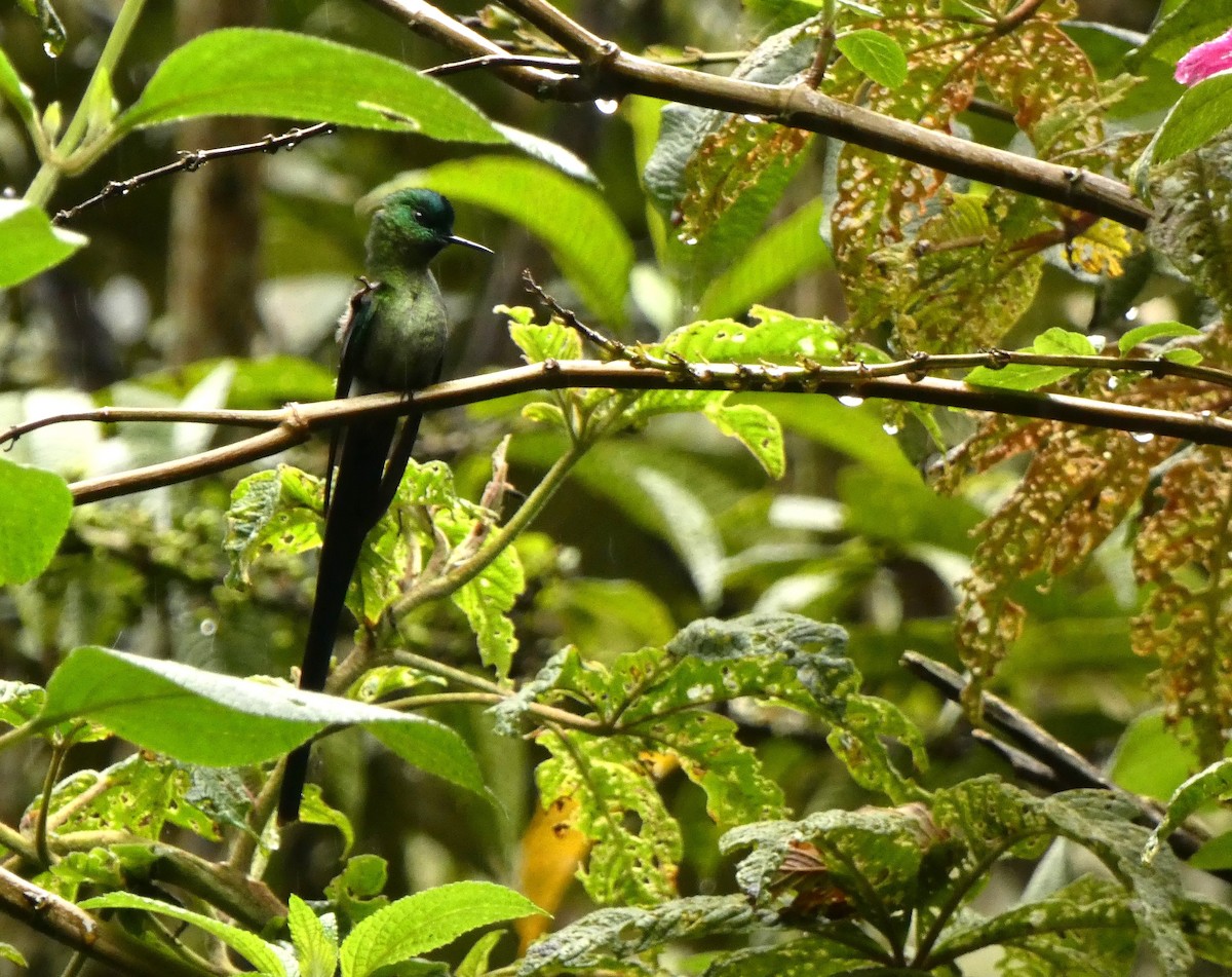 Long-tailed Sylph - ML615783402