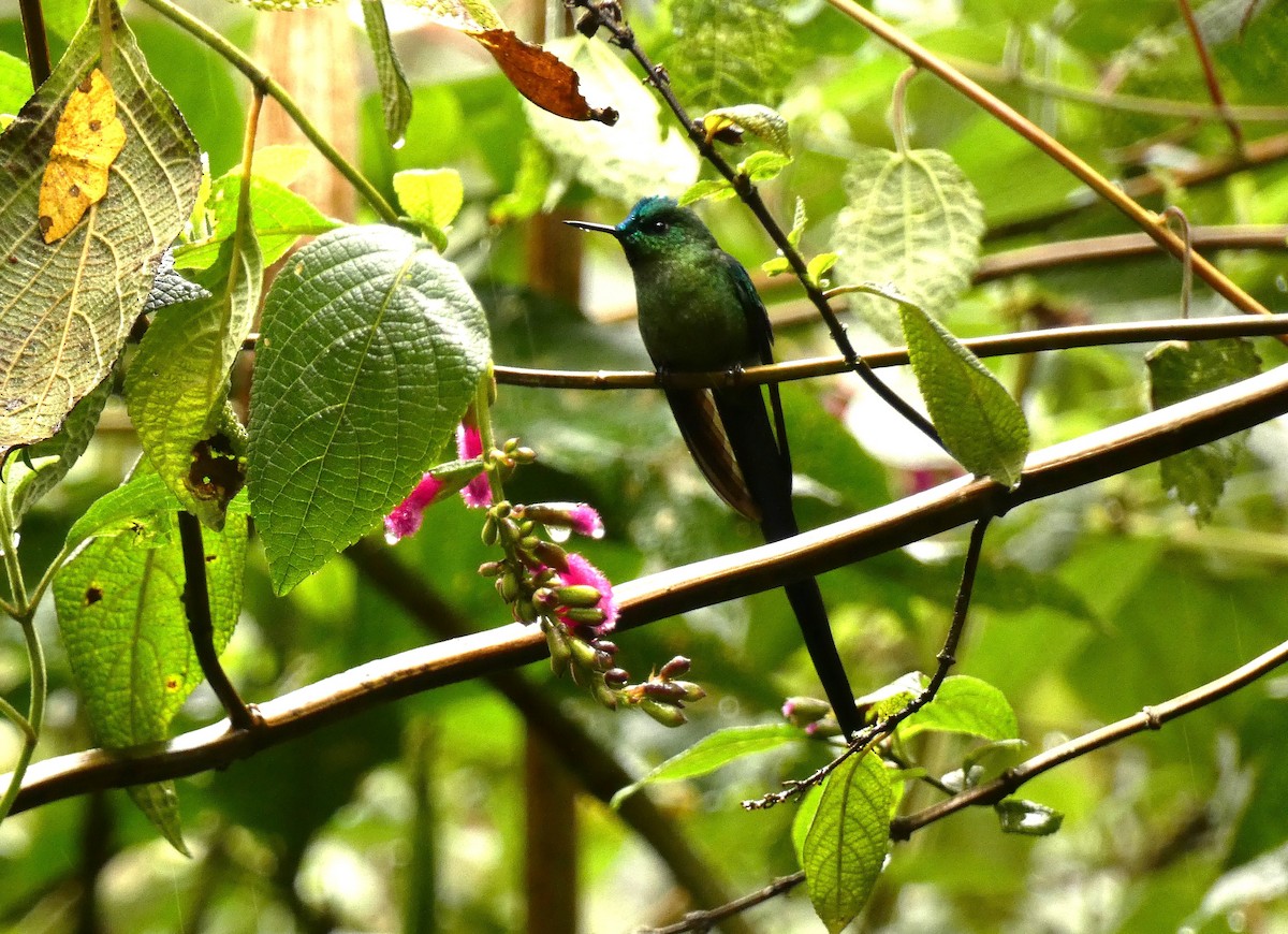 Long-tailed Sylph - ML615783403