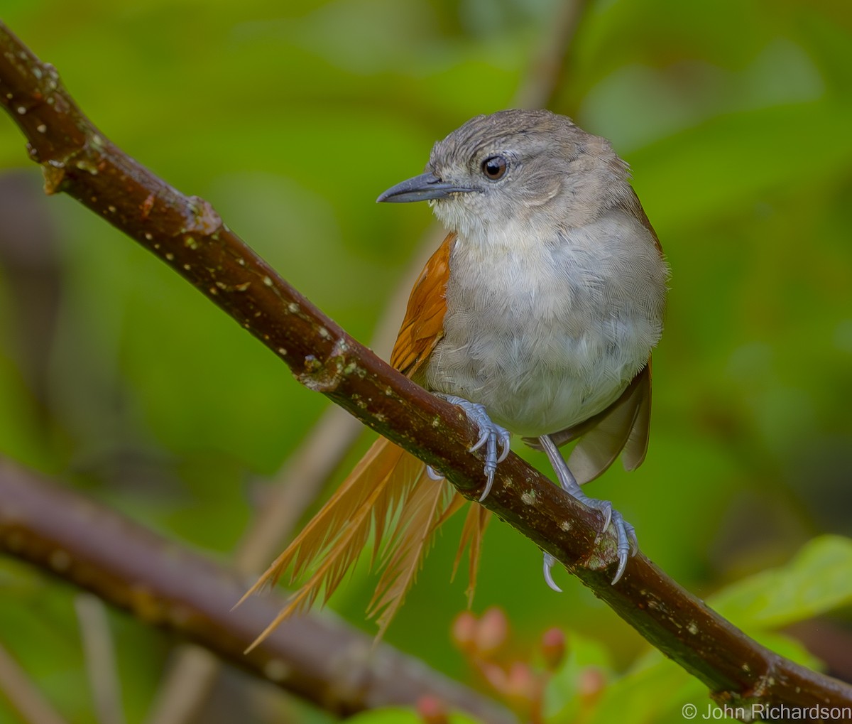 Plain-crowned Spinetail - ML615783550
