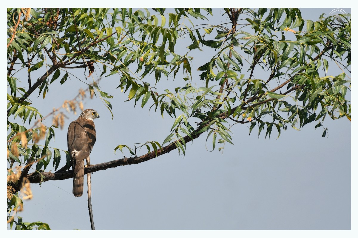 Eurasian Sparrowhawk - ML615783614
