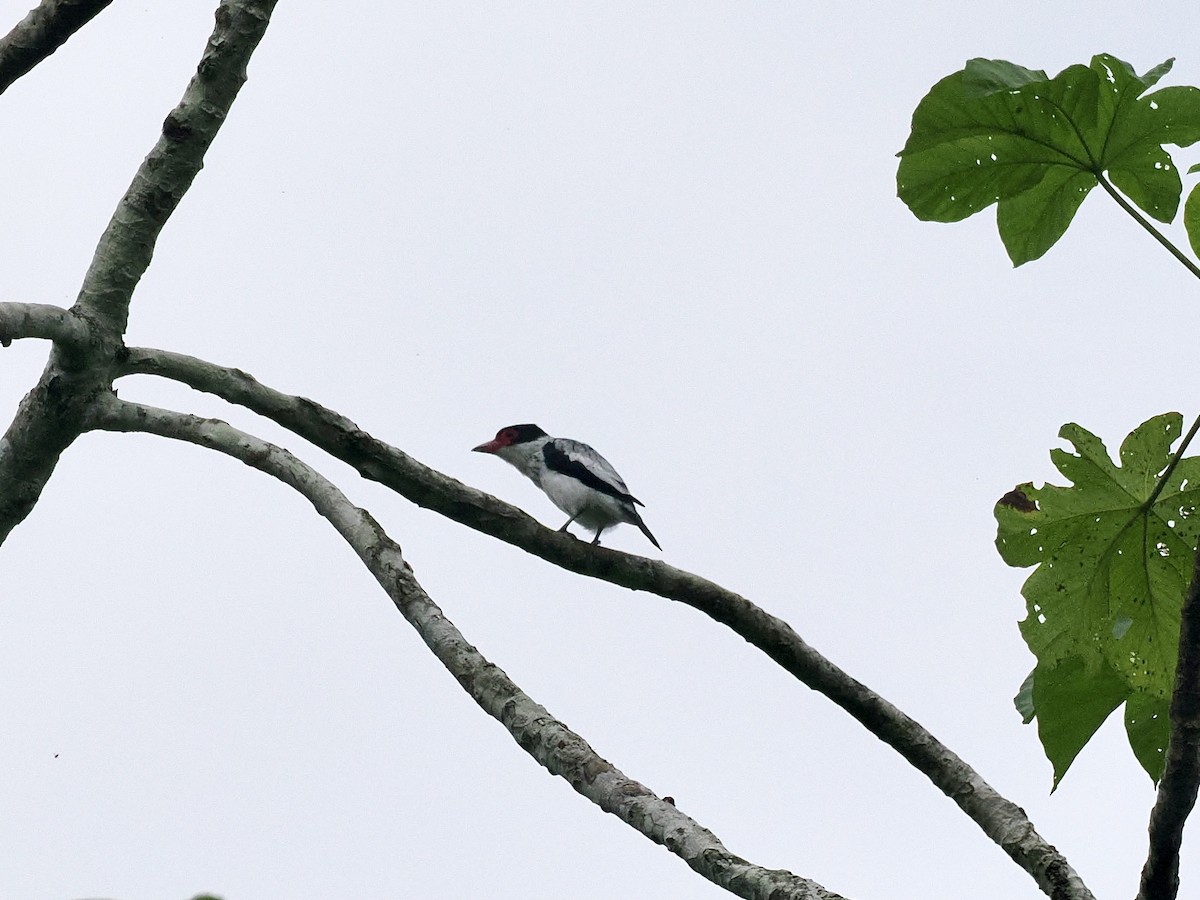 Black-tailed Tityra - Gabriel Willow