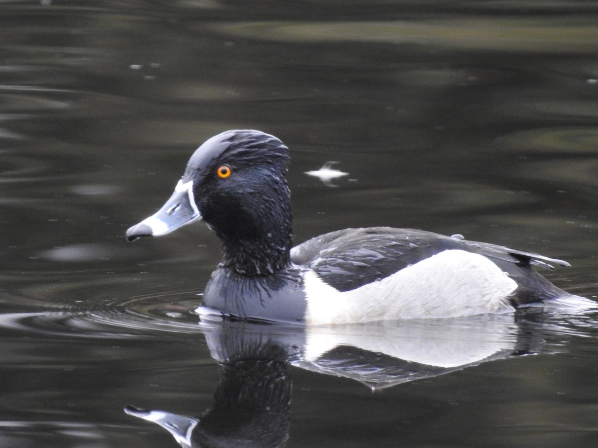 Ring-necked Duck - ML615783820