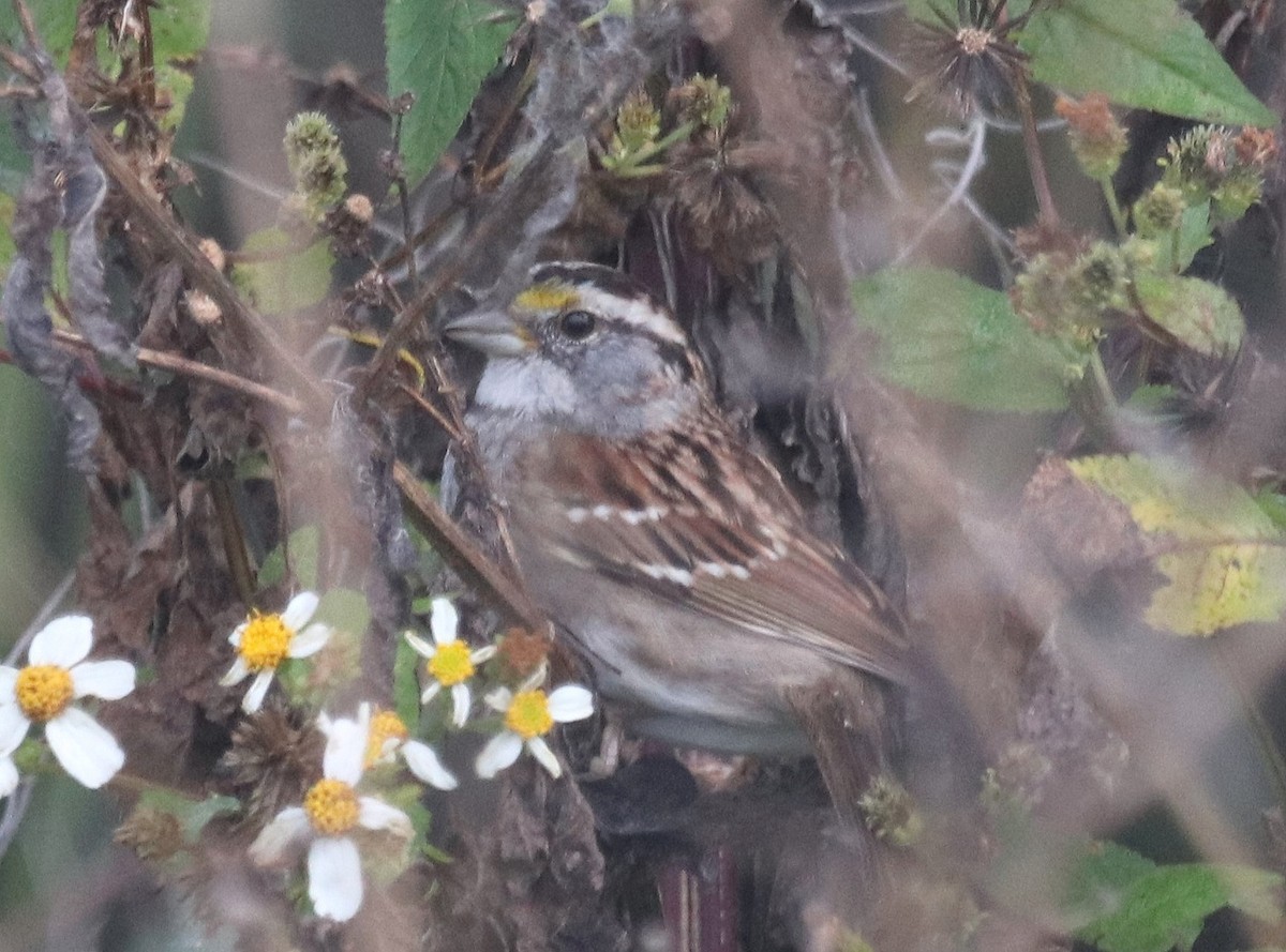 White-throated Sparrow - ML615783825