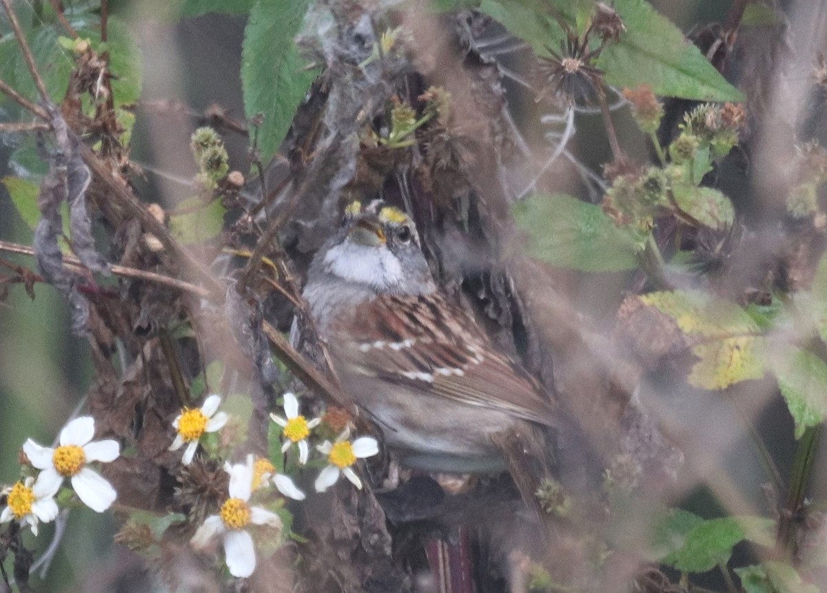 White-throated Sparrow - ML615783826