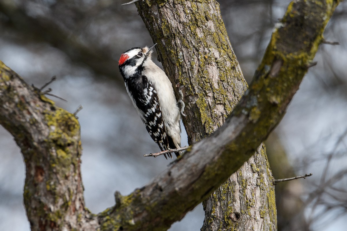 Downy Woodpecker (Eastern) - ML615783857