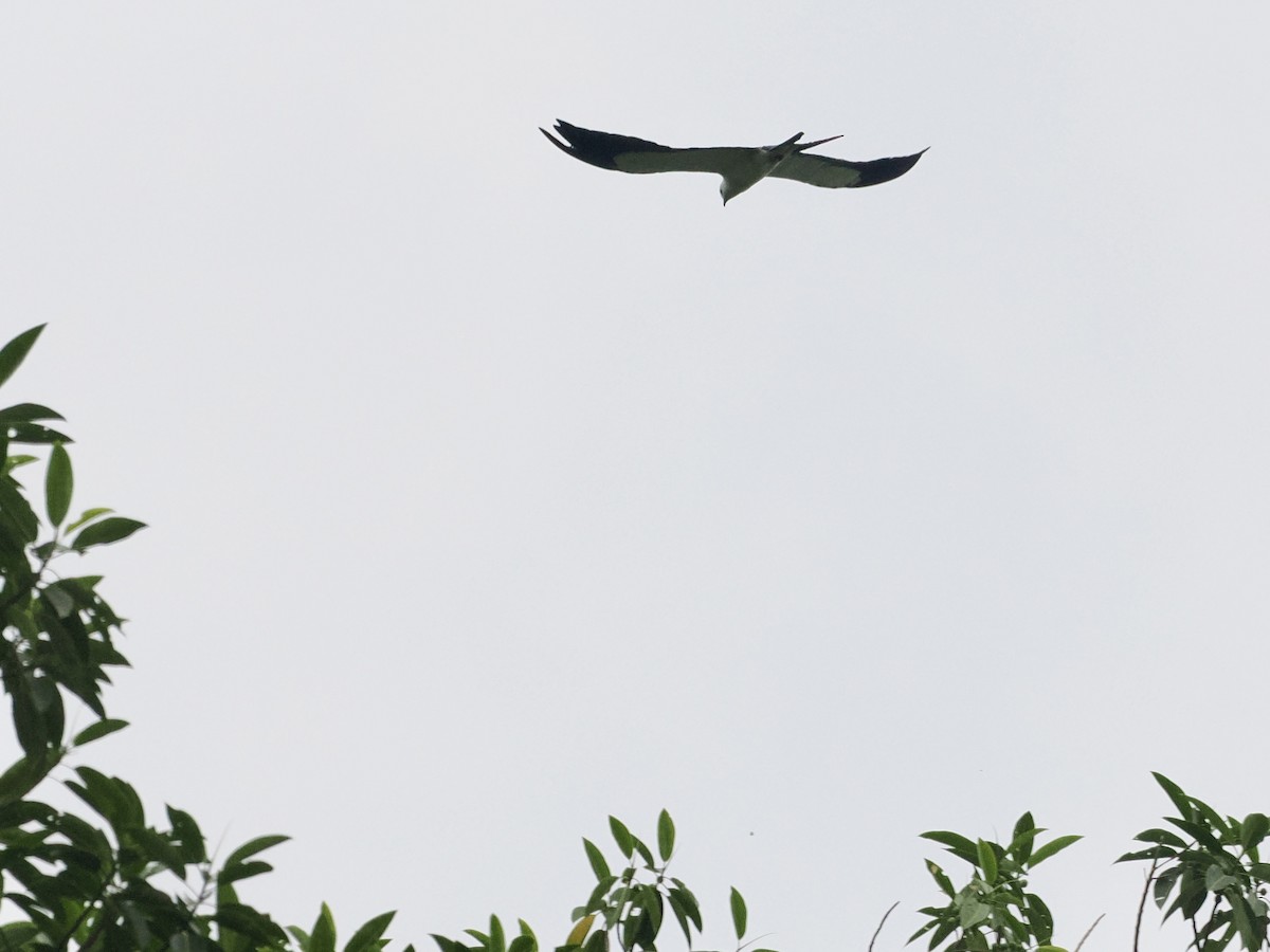 Swallow-tailed Kite - ML615783861