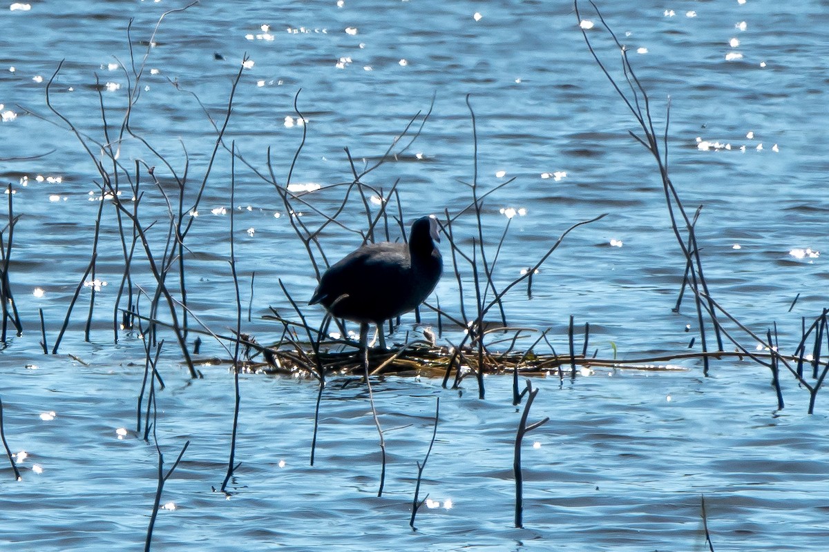 American Coot (White-shielded) - ML615783878