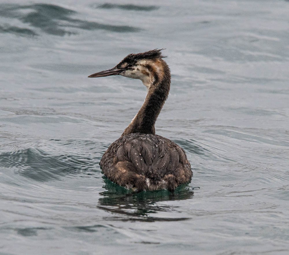 Great Crested Grebe - ML615783904