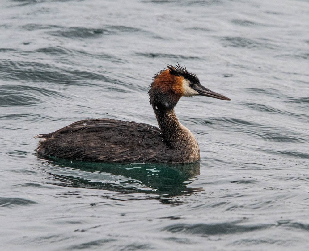 Great Crested Grebe - ML615783907