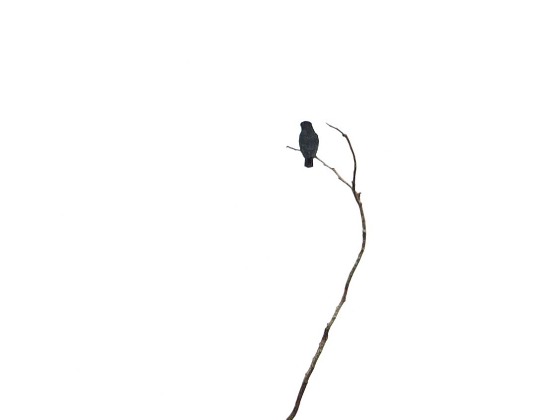 Лінивка ластівкова - ML615784102