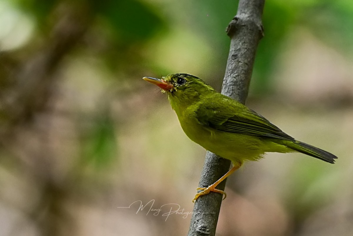 Green-crowned Warbler - Manoj Sahoo