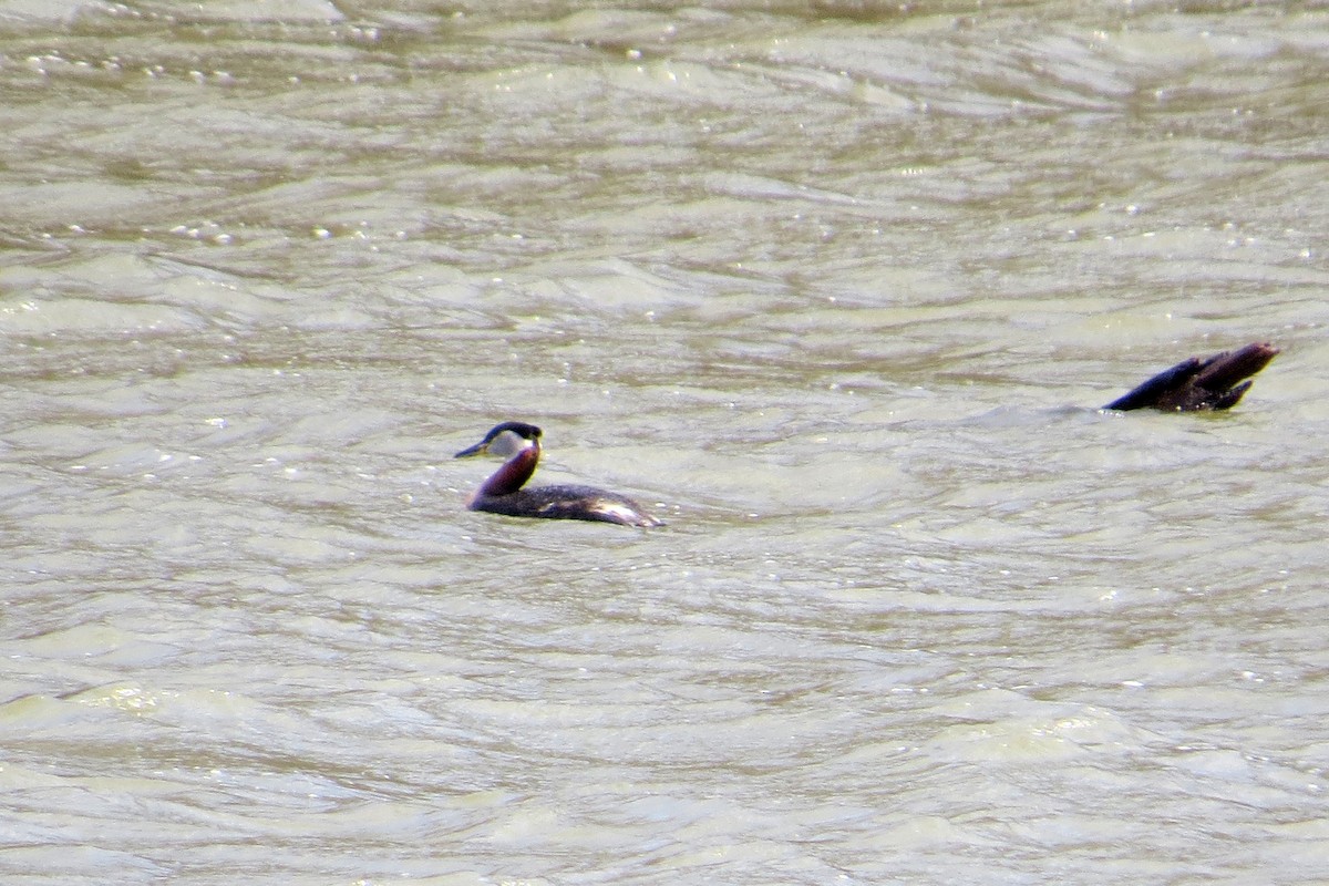 Red-necked Grebe - ML615784172