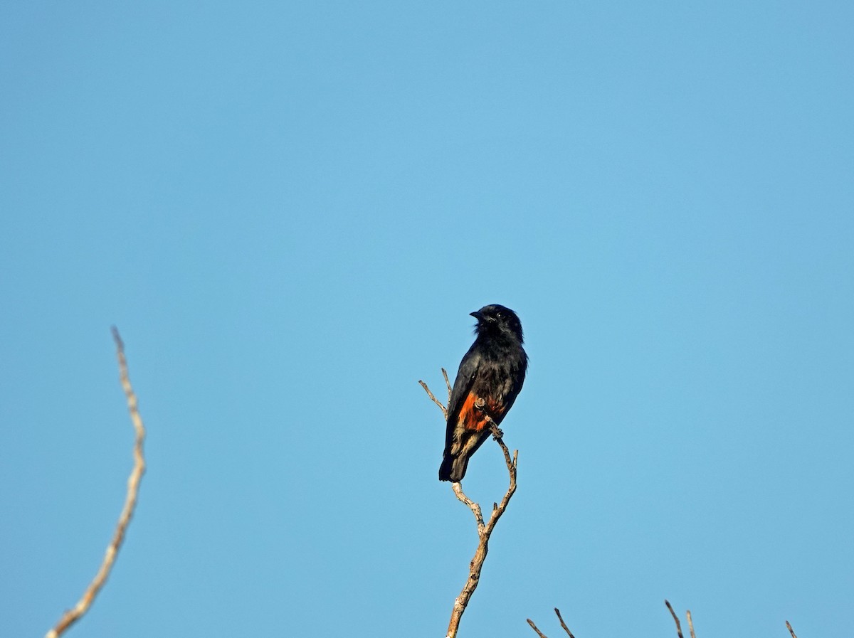 Swallow-winged Puffbird - ML615784247