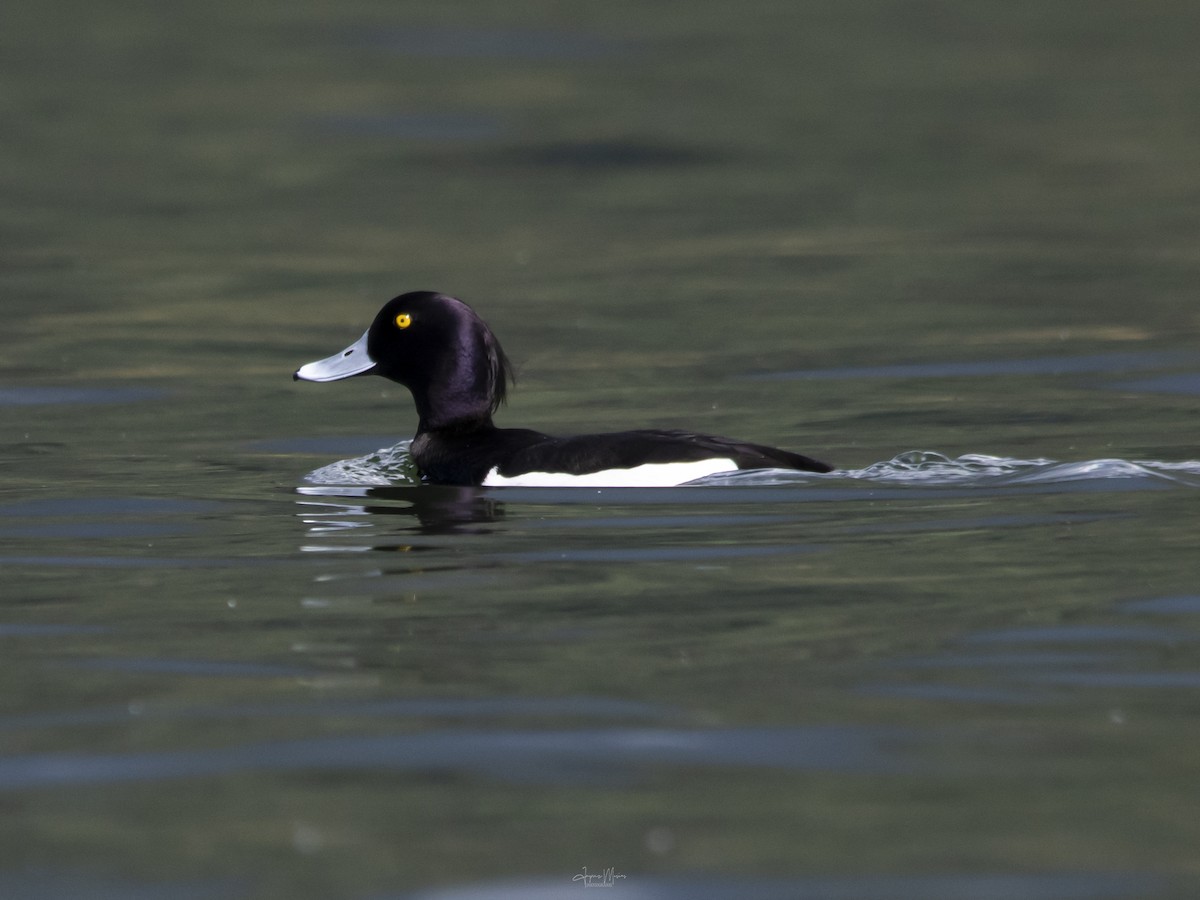 Tufted Duck - ML615784304