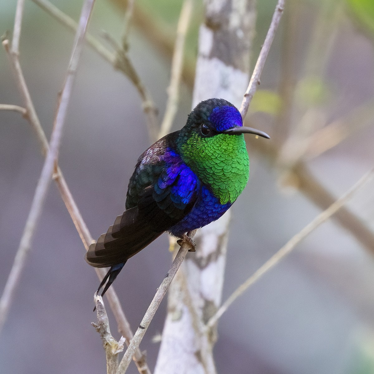 Crowned Woodnymph (Colombian Violet-crowned) - ML615784321