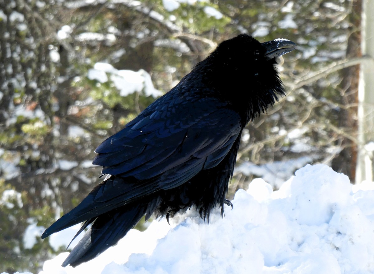 Common Raven - ML615784868