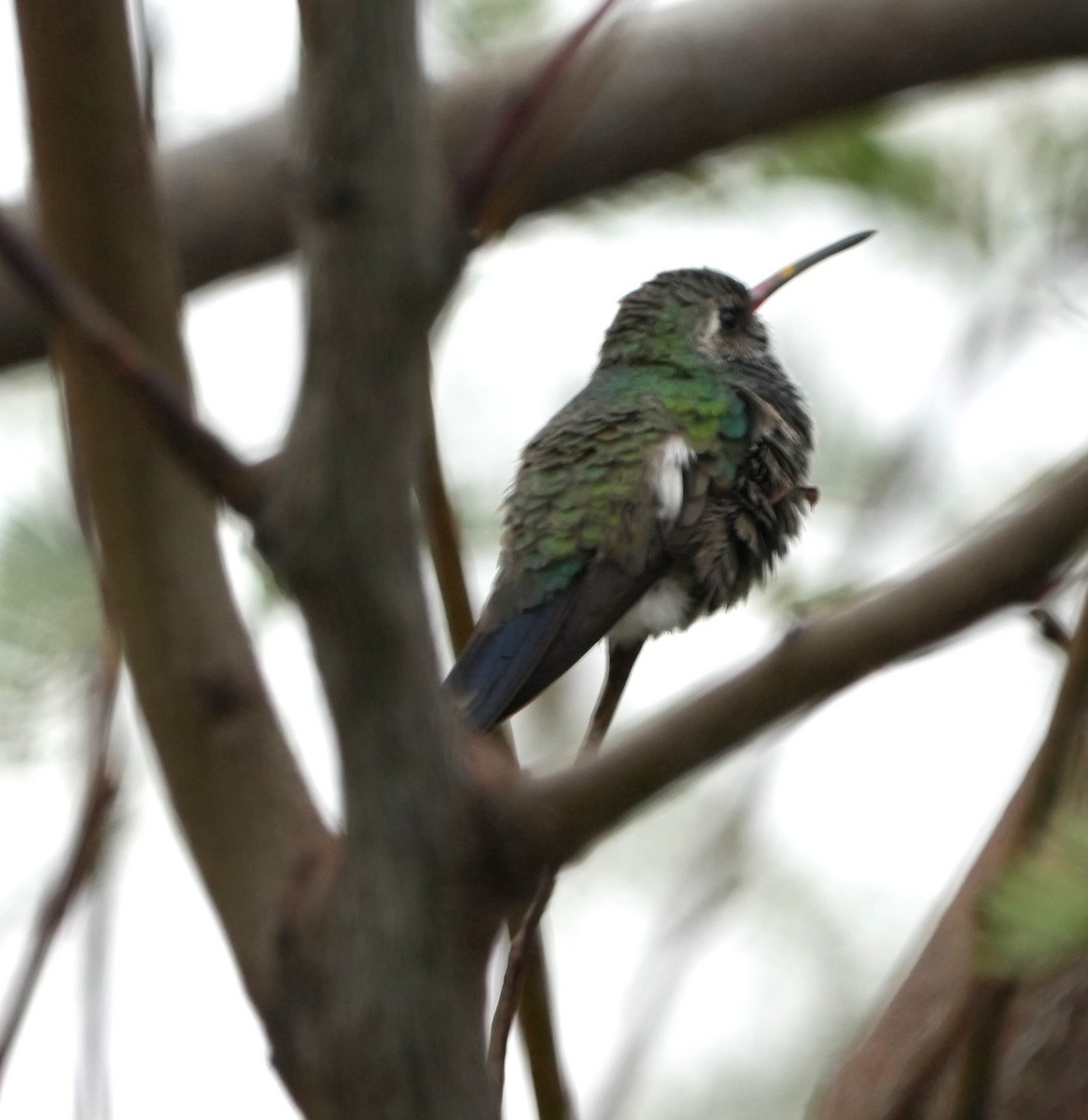 Broad-billed Hummingbird - ML615784967