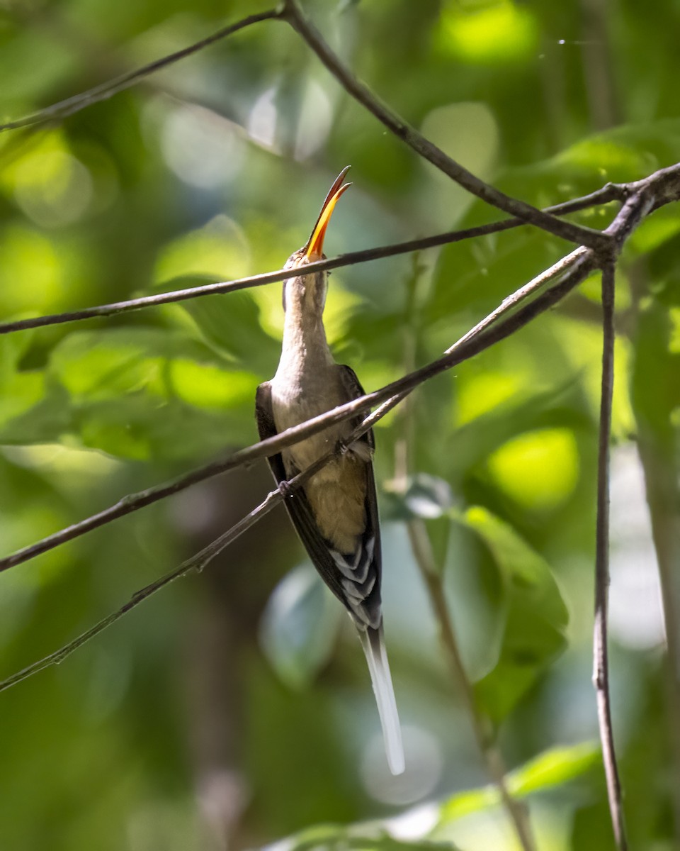 Мексиканский колибри-отшельник - ML615785045