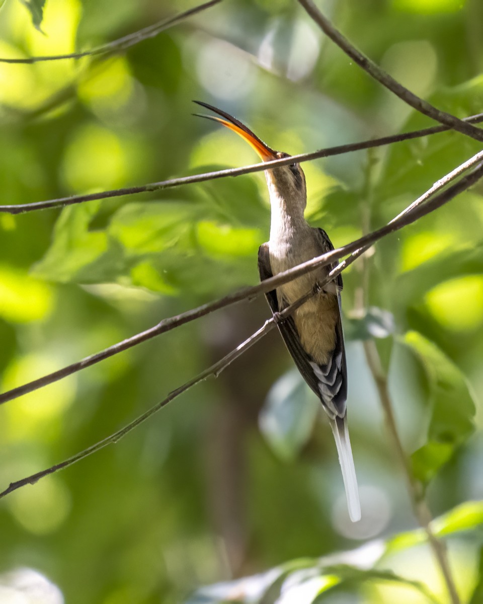 Мексиканский колибри-отшельник - ML615785046