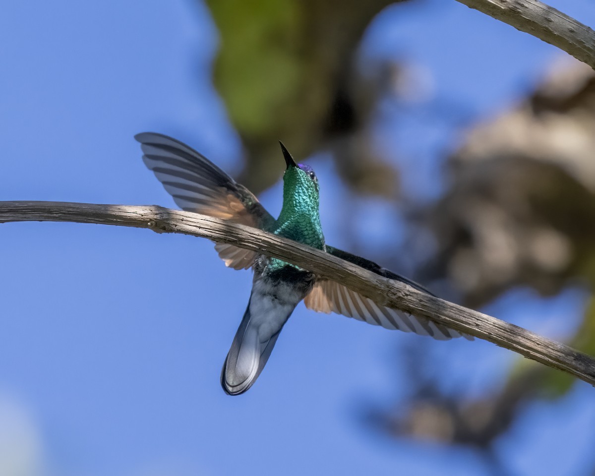 Blue-capped Hummingbird - ML615785090