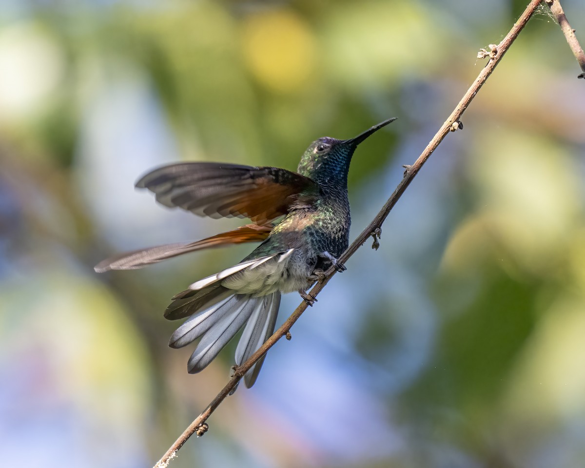Blue-capped Hummingbird - ML615785092