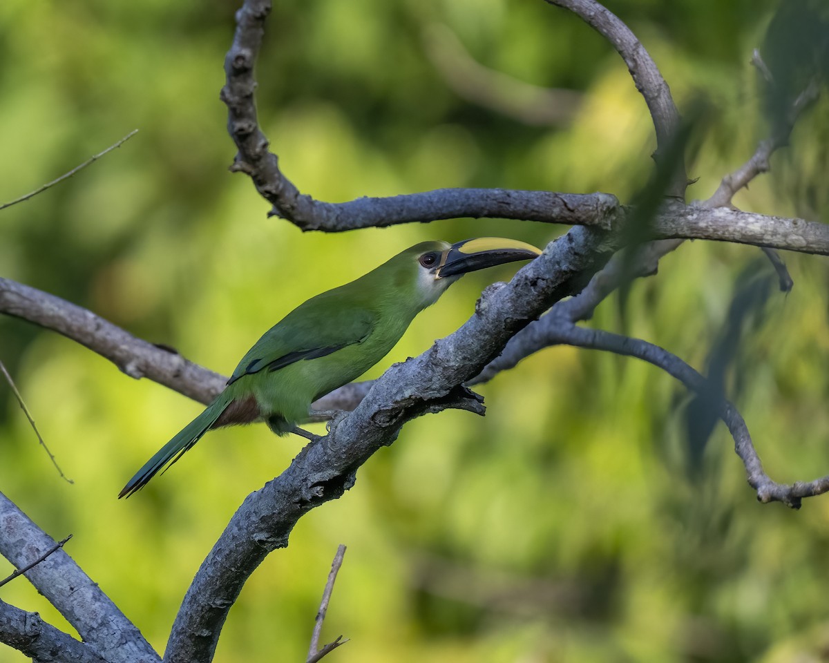 Northern Emerald-Toucanet (Wagler's) - ML615785109